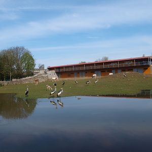 Savannah and director's house