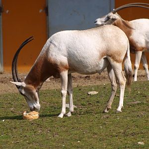 Scimitar-horned oryx eating bread (April 19th, 2015)