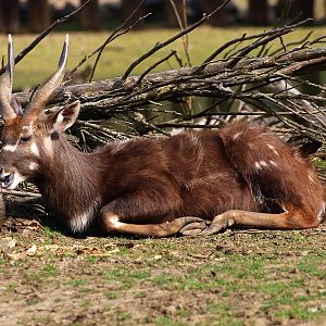 Male western sitatunga (April 19th, 2015)