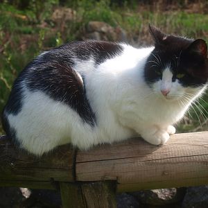 House cat (April 19th, 2015)