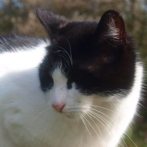 House cat (April 19th, 2015)