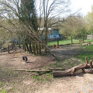 Lion enclosures 1 and 2 (April 19th, 2015)