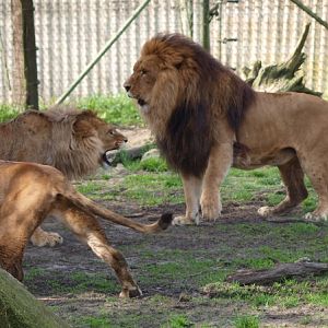 Lion conflict (April 19th, 2015)