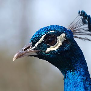 Close-up of a peacock