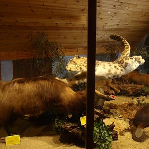 Museum Casa Panthera - Tahr and snow leopard (April 19th, 2015)