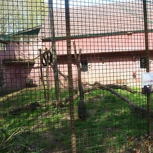 Mid-African leopard cage 1 (April 19th, 2015)