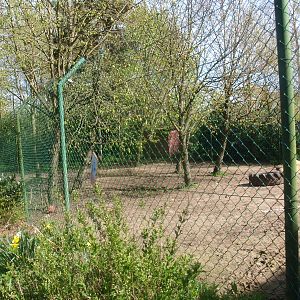 Casa Panthera - white lion enclosure (April 19th, 2015)