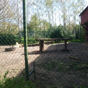 Casa Panthera - white lion enclosure (April 19th, 2015)