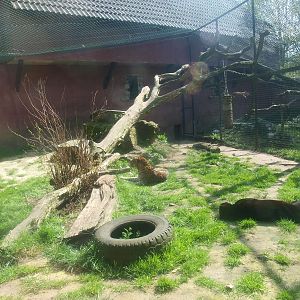 Mid-African leopard cage 3 (April 19th, 2015)