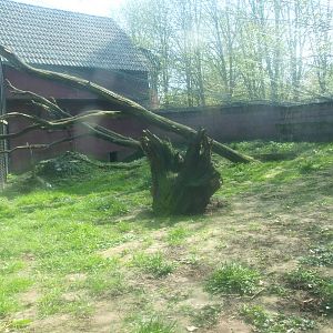 Eurasian lynx cage (April 19th, 2015)