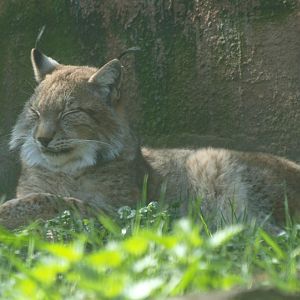 Eurasian lynx (April 19th, 2015)