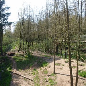 Bear forest (April 19th, 2015)