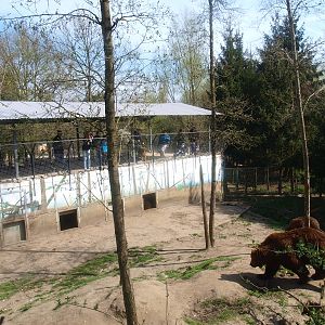 Bear building and viewing area (April 19th, 2015)