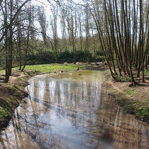 Bear forest with pond (April 19th, 2015)