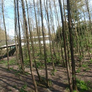 Bear forest (April 19th, 2015)