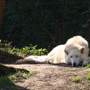 Arctic wolf (April 19th, 2015)