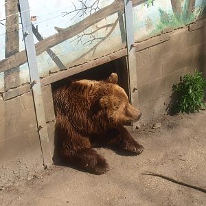 Eurasian brown bear in doorway (April 19th, 2015)