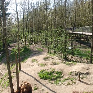 Bear forest (April 19th, 2015)