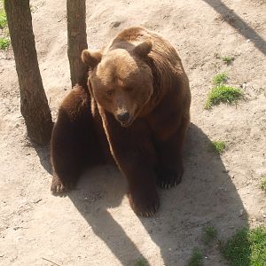 Eurasian brown bear (April 19th, 2015)