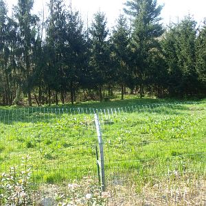 Striped hyena enclosure (April 19th, 2015)