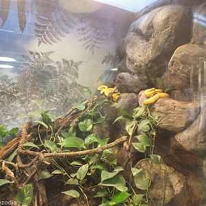 Eyelash Viper Enclosure