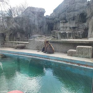 One of the brown bear enclosures (U. a. beringianus)