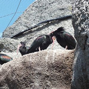 Northern Bald Ibis