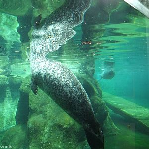 Harbour seal (+about half of the enclosure)