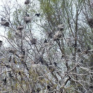 Lots of wild Cormorants at the Lake in the Middle of the Zoo