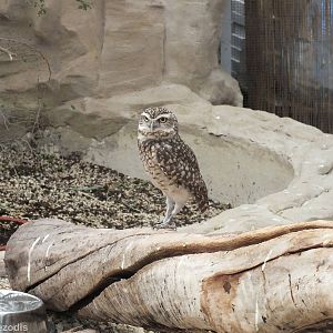 Burrowing Owl - Amazonia Exhibit