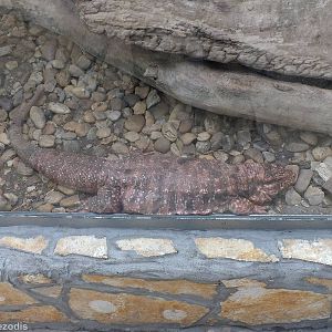 Red Tegu - Amazonia Exhibit