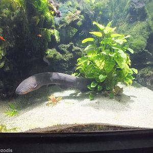 Electric Eel Tank - in Aquarium below Amazonia