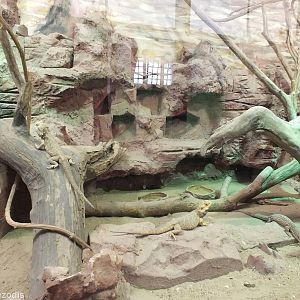 Australian Reptiles Enclosure