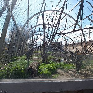 Enclosure for Great Green Macaw, Common Squirrel Monkey and Blue-and Gold M