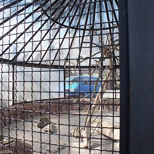 Ring-necked Parrot Aviary