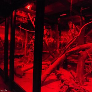 Eastern Quoll Enclosure