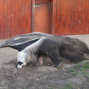 Giant Anteater