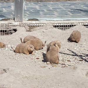 Black-tailed Prairie Dogs