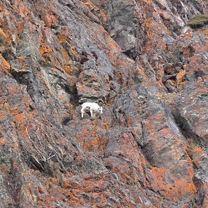 Dall Sheep - Alaska