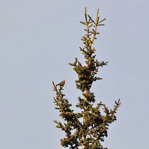 White-winged Crossbill - Alaska