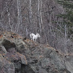 Dall Sheep - Alaska