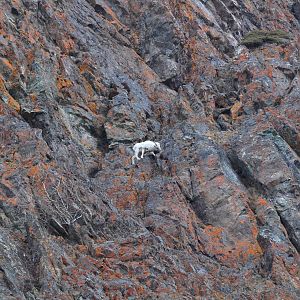 Dall Sheep - Alaska