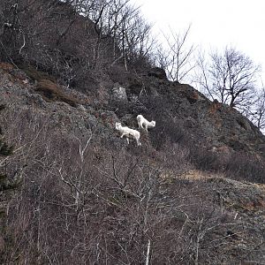 Dall Sheep - Alaska