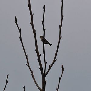 Pine Siskin - Alaska