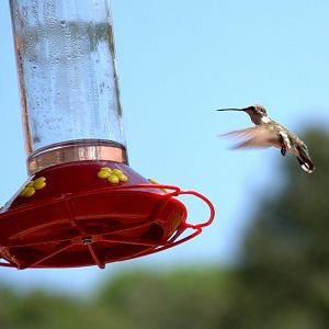 Black Chinned Hummingbird
