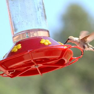 Black Chinned Hummingbird