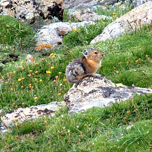 American Pika