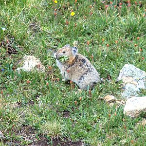 American Pika