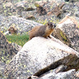 Yellow Bellied Marmot