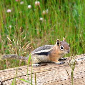 Golden Mantled Ground Squirrel